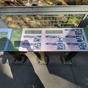 Museum of Life+Science - Their current lemurs