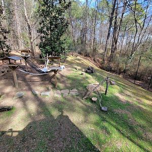Museum of Life+Science - Ring-tailed lemurs and radiated tortoises