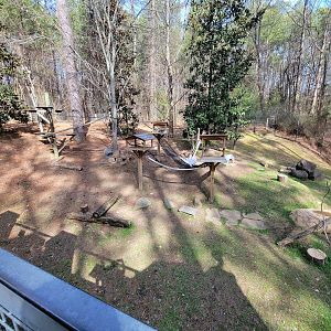 Museum of Life+Science - Ring-tailed lemurs and radiated tortoises