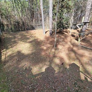 Museum of Life+Science - Ring-tailed lemurs and radiated tortoises