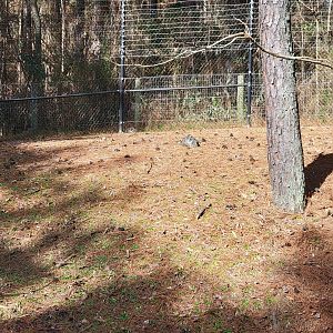 Museum of Life+Science - Ring-tailed lemurs and radiated tortoises