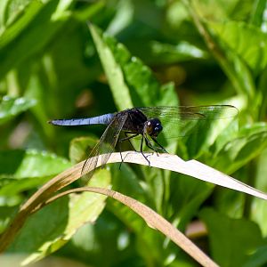 Black-headed Skimmer, Crocothemis nigrifrons