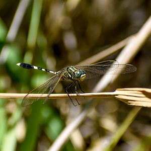 Slender Skimmer, Orthetrum sabina