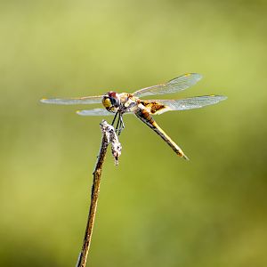 Common Glider, Tramea loewii