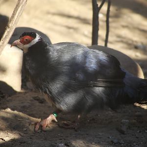 Tibetan Eared Pheasant (Crossoptilon harmani)