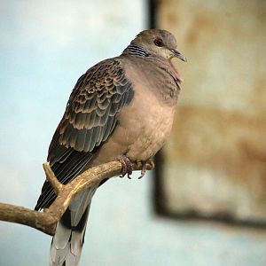 Oriental Turtle Dove (Streptopelia orientalis)