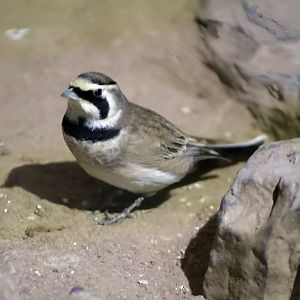 Horned Lark (Eremophila alpestris)
