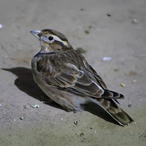 Mongolian Lark (Melanocorypha mongolica)