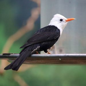 Black Bulbul (Hypsipetes leucocephalus)