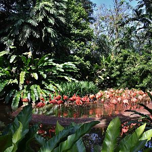 [CLOSED] Flamingo Pool