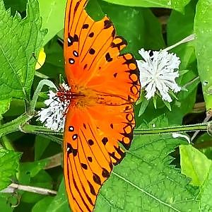 Autumn Insect Safari - YouTube