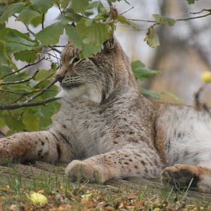 Northern lynx