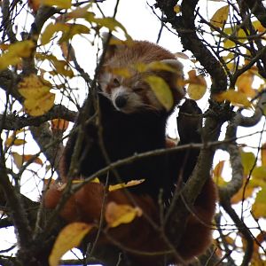 red panda