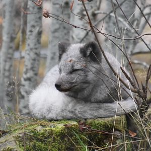 Arctic fox