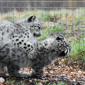 Snow Leopard cubs impatient waiting for lunch