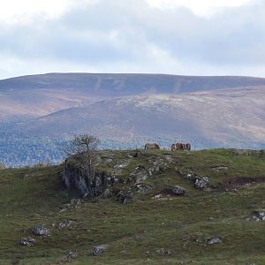 Przewalski's horse with the cairngorm mountains behind