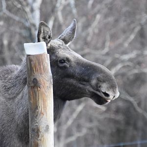 European Elk caught with a tiny blep