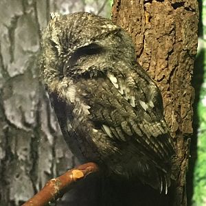 Eastern Screech Owl (Megascops asio)