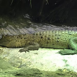 Orinoco Crocodile (Crocodylus intermedius)