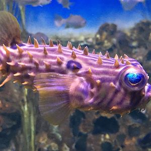 Striped Burrfish (Chilomycterus schoepfi)