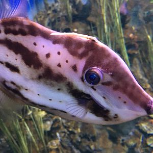 Orange Filefish (Aluterus schoepfii)
