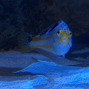 Puddingwife Wrasse (Halichoeres radiatus)