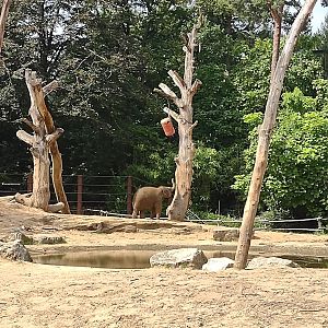 08-2021 Elephant calf 'Yindi' in the outside elephant enclose