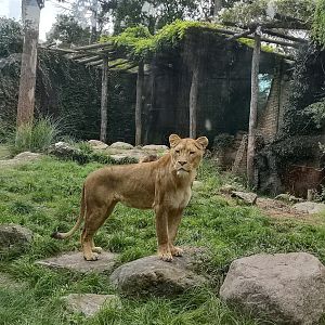 08-2021 African Lioness