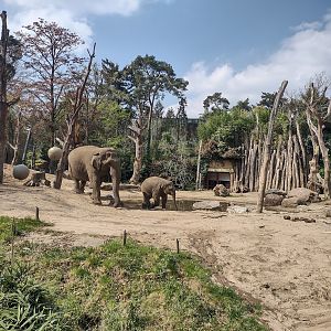 04-2022 Asian Elephants 'Indra' and 'Yindi'