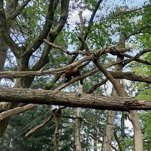 04-2022 Red panda