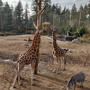 02-2023 Rothschild Giraffes and a Grévy Zebra