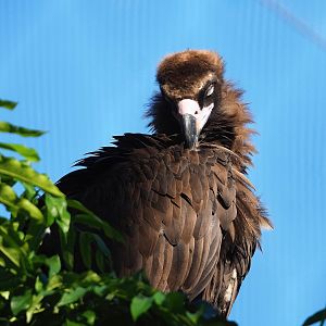 Cinereous vulture (Aegypius monachus), 2022-08-07