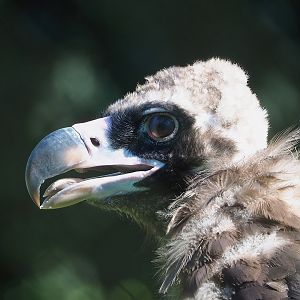 Cinereous vulture (Aegypius monachus), 2022-08-07