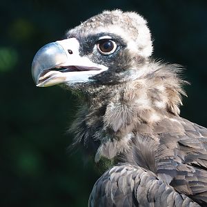 Cinereous vulture (Aegypius monachus), 2022-08-07
