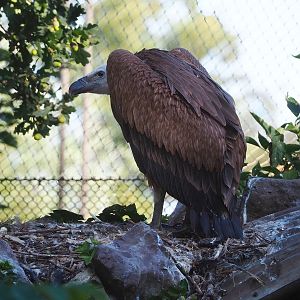 Western eurasian griffon vulture (Gyps fulvus fulvus), 2022-08-07