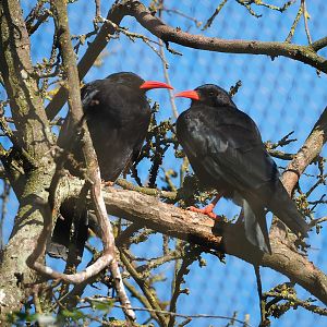 Red-billed choughs (Pyrrhocorax pyrrhocorax), 2022-08-07