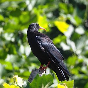Red-billed chough (Pyrrhocorax pyrrhocorax), 2022-08-07