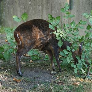 Reeves's muntjac (Muntiacus reevesi), 2022-08-07