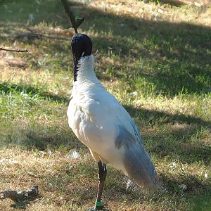Black-headed ibis (Threskiornis melanocephalus), 2022-08-07