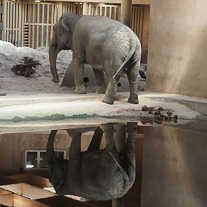 Asian elephant (Elephas maximus), 2022-08-07