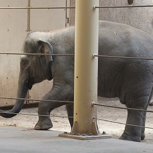 Asian elephant (Elephas maximus), 2022-08-07