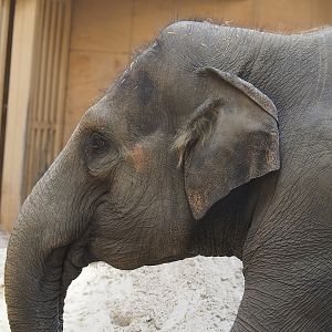Asian elephant (Elephas maximus), 2022-08-07