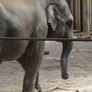 Asian elephant (Elephas maximus), 2022-08-07
