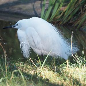 Little egret (Egretta garzetta garzetta), 2022-08-07