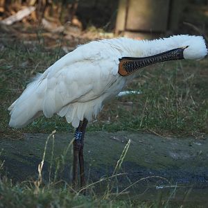 Eurasian Spoonbill (Platalea leucorodia), 2022-08-07