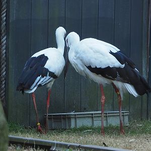 Oriental white stork (Ciconia boyciana), 2022-08-07