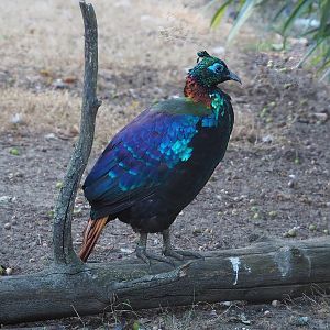 Himalayan monal pheasant (Lophophorus impejanus), 2022-08-07