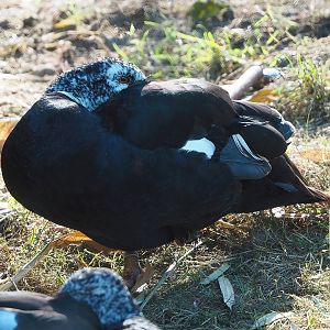 Asian white-winged wood duck (Asarcornis scutulata), 2022-08-07