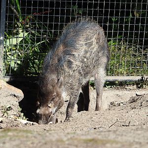 Negros Visayan warty pig (Sus cebifrons negrinus), 2022-08-07