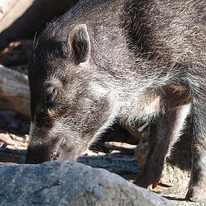 Negros Visayan warty pig (Sus cebifrons negrinus), 2022-08-07